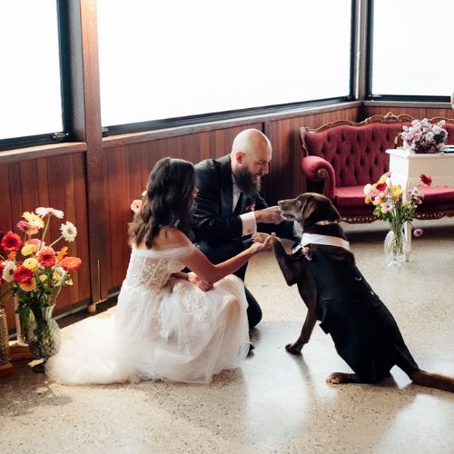 Bride and groom in wedding attire sharing a moment with their dog inside the Western Ridge homestead lounge.